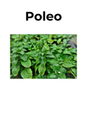 Elimina gases y expectorante | POLEO