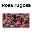 Antioxidante y relajante | ROSA RUGOSA