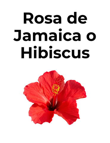 PÉTALOS DE FLOR DE JAMAICA O HIBISCUS