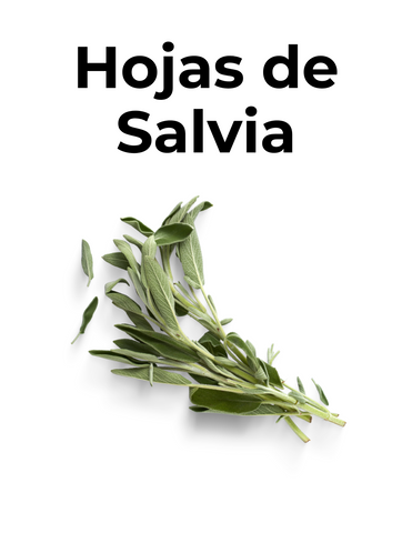 HOJAS DE SALVIA