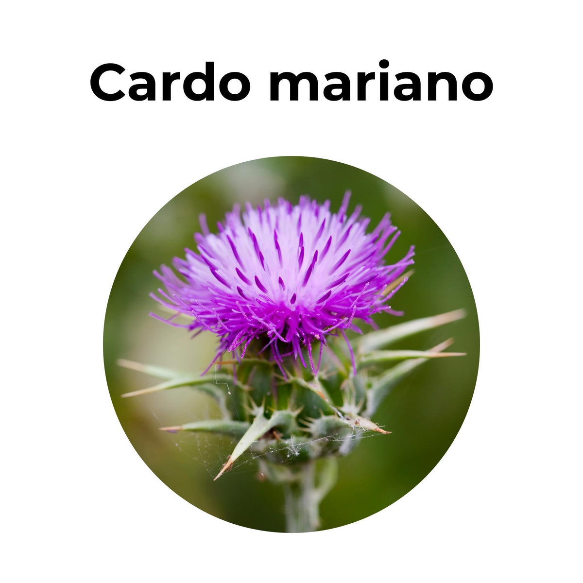 Infusión Cardo Mariano (70g) Avanti