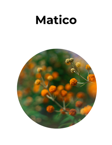 Cicatrizante y depurativo | MATICO | convenio