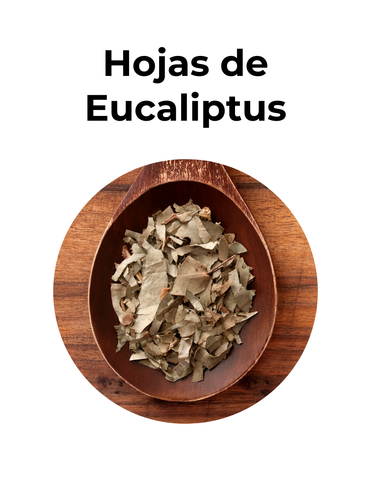 Alivia afecciones respiratorias | HOJAS DE EUCALIPTUS | convenio