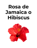 Flor de hibisco de color rojo intenso, conocida como Rosa de Jamaica o flor de Jamaica