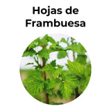 Hojas de frambuesa frescas utilizadas para infusión herbal, conocidas por sus propiedades naturales para el bienestar y el equilibrio del organismo.