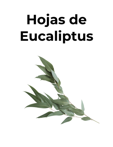 Las hojas de Eucaliptus tienen efectos expectorantes por lo que ayudan a aflojar la mucosidad. Además, tiene efectos descongestionantes ayudando a aliviar la congestión nasal.