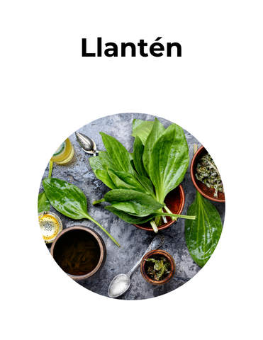 Antiinflamatorio y digestivo | LLANTÉN | convenio