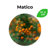 Flores de matico (Leptocarpha rivularis) en detalle, planta medicinal chilena con propiedades cicatrizantes y depurativas. Se encuentra con un 10 % de descuento.