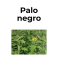 Palo negro (Leptocarpha rivularis): planta medicinal chilena. Imagen muestra hojas verdes alargadas y flores amarillas. Texto en la imagen indica nombre común. Hierba nativa con propiedades antiinflamatorias y analgésicas, utilizada en medicina tradicional mapuche.