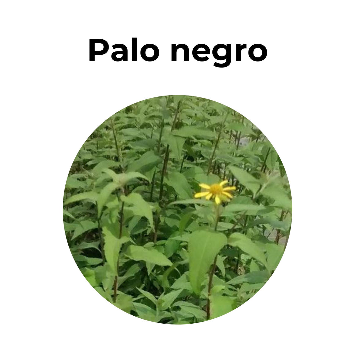 Antiinflamatorio y depurador hepático | PALO NEGRO
