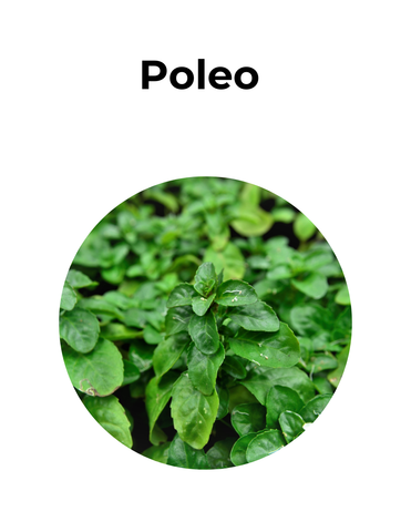 Elimina gases y expectorante | POLEO | convenio