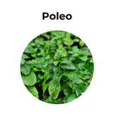 Planta de poleo fresca utilizada para infusión digestiva, hierba aromática tradicional para aliviar la digestión.