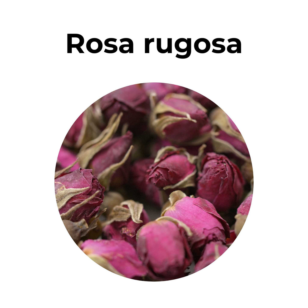 Antioxidante y relajante | ROSA RUGOSA | convenio