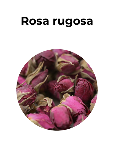 Antioxidante y relajante | ROSA RUGOSA | convenio